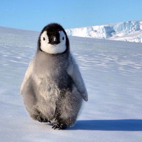 @penguindotcom shared a photo on Instagram: “🐧❤️❤️ Follow @penguindotcom for more⠀ By 📷 @jmpddu Tag your friends 💕👇 #penguindotcom” • Oct 3, 2020 at 5:16pm UTC Penguin Pictures, Photo Animaliere, Penguins Funny, Penguin Love, Emperor Penguin, Baby Penguins, Animal Sanctuary, Animal Facts, Fluffy Animals