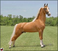 Tennessee Walker Horse, Horse Walker, Tennessee Walker, Palomino Horses, American Saddlebred Horses, Horse Herd, Tennessee Walking Horse, Cai Sălbatici, Palomino Horse