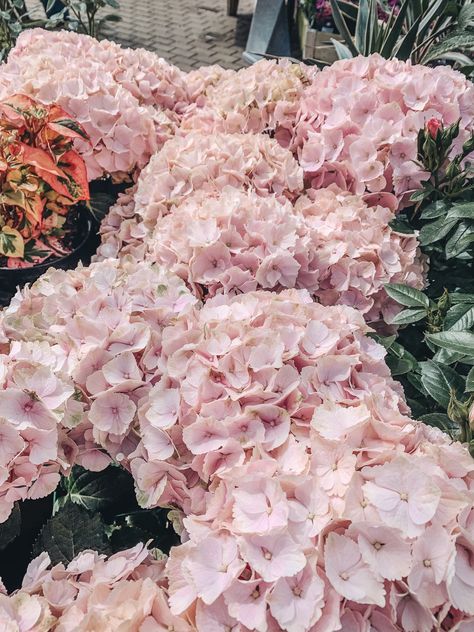 Pale pink hydrangeas Light Pink Hydrangea, Pink Hydrangea Wedding, Blush Hydrangea, Hydrangea Pink, Pink Hydrangeas, Hydrangeas Wedding, Coastal Granddaughter, Hydrangea Flowers, Pink Hydrangea