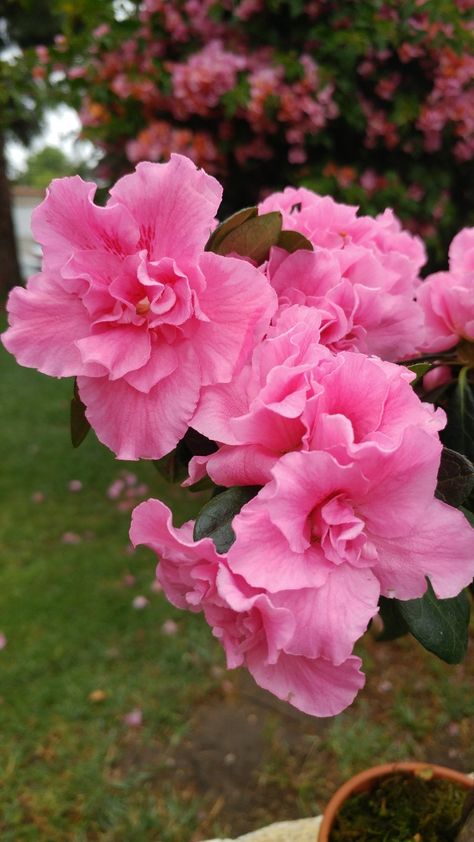 Azalea plant. Azalea Plant, Photography Journal, Lawn Service, Flower Green, Sky And Clouds, Dream Garden, Trees To Plant, Beautiful Flowers, Lawn