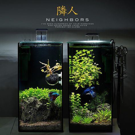 Mini Aquarium Design, Zen Aquarium, Aqua Terrarium, Best Aquarium Fish, Aquarium Mini, Biotope Aquarium, Water Ideas, Aqua Tank, Diy Fish Tank