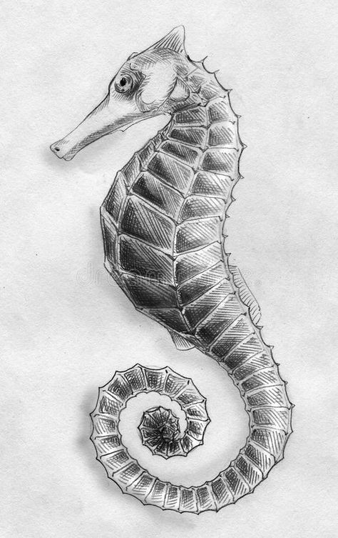 Download Sea horse pencil sketch stock illustration. Image of animal - 27116582 Fish Sketch, Sea Drawing, Shading Drawing, Natural Form Art, Seahorse Art, Life Sketch, Pencil Drawings Of Animals, Horse Sketch, Sea Life Art