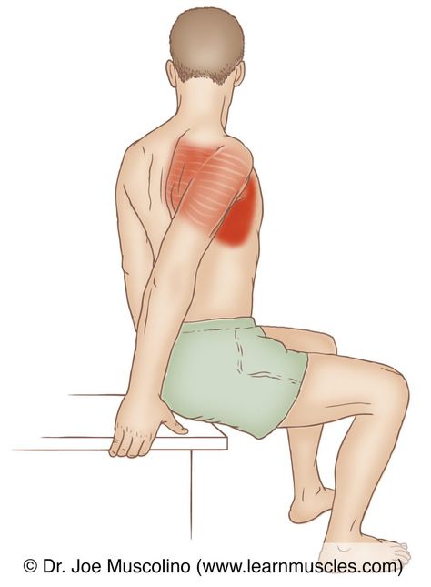 Serratus Anterior - Stretching - Learn Muscles Serratus Anterior, Muscle Anatomy, Myofascial Release, Shoulder Injuries, Trigger Points, The Trunk, Physical Therapy, Stretching, Muscles