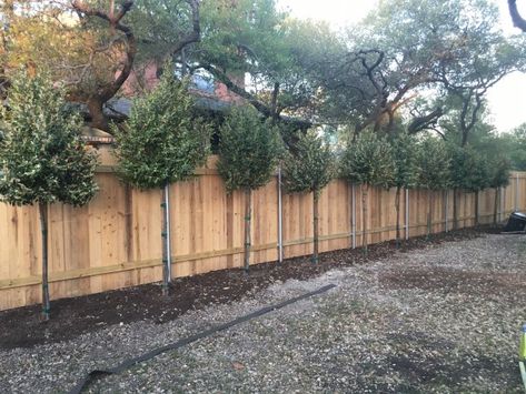 Landscaping Inside Privacy Fence, Best Trees For Fence Line, Backyard Privacy Trees Small Yards, Trees On Fence Line, Privacy Fence And Trees, Privacy Fencing Ideas Front Yard, Privacy On Top Of Fence, Pine Tree Privacy Landscaping, Trees Next To Fence