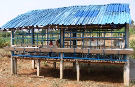 Goat Coop, Goat Housing, House Design Philippines, Goat Feeder, Shed Design Plans, Goat Shed, Goat Shelter, Goat Pen, Goat House