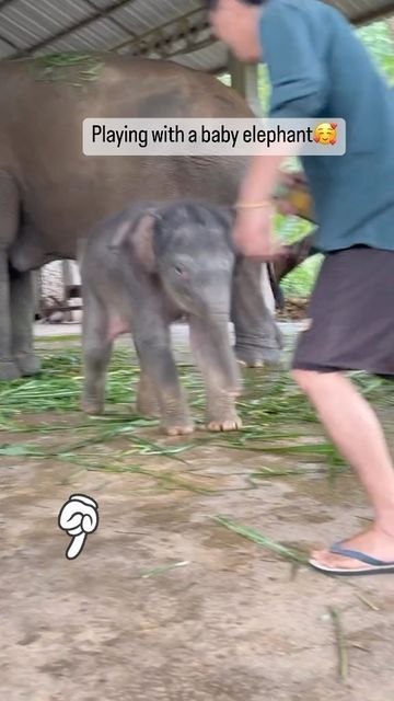 Baby Elephants Playing, Elephant World, Wild Life, Baby Elephant, Baby Animals, Elephant, Animals, Instagram