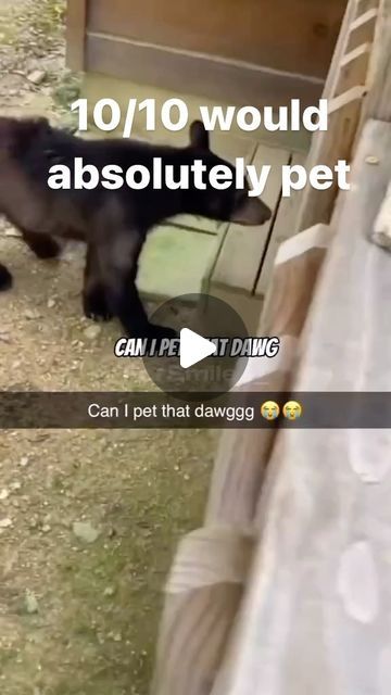 Miriam Weaver on Instagram: "I would absolutely pawsitively pet that “dawg.” 😂😂 #ifnotsupposedtopetbearswhyaretheysocutetho #bear #canipetthatdog" Can I Pet That Dog Tik Tok, Can I Pet That Dawg, Can I Pet That Dawg Video, Bear Video, Bear Meme, Funny Christian Jokes, Dog Bear, Christian Jokes, Christian Humor