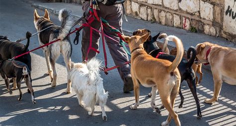 Leader of the Pack: Important Tips on Walking Multiple Dogs http://www.wideopenpets.com/leader-of-the-pack-tips-on-walking-multiple-dogs/ Lots Of Dogs, Clark Howard, Athletic Dogs, Leader Of The Pack, Simple Activities, Multiple Dogs, Pack Leader, Daily Exercise Routines, What Dogs