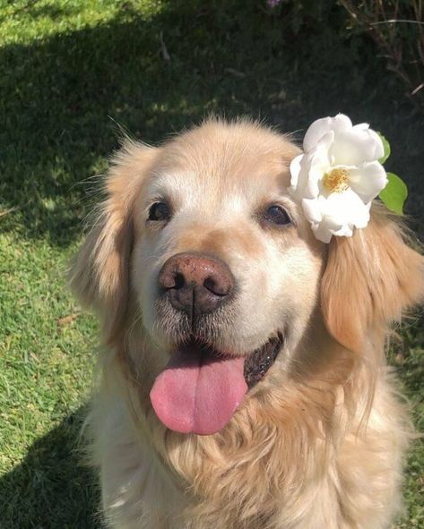 Cute Dog Photos Aesthetic, Golden Retriever Profile Picture, Dog Profile Pictures Aesthetic, Coquette Golden Retriever, Cute Wholesome Pictures, Dog Profile Pic, Dog Pfp Cute, Cute Animals Aesthetic, Cute Puppy Pics