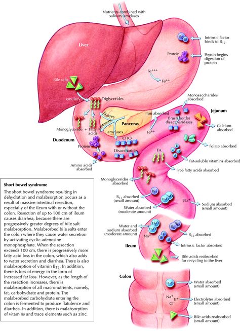 GI absorption of nutrients Sistem Pencernaan, Human Anatomy And Physiology, Medical Studies, Nursing Tips, E Mc2, Nursing Study, Nursing Education, Nursing Notes, The Liver