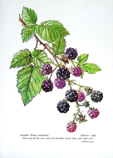 Blackberry or bramble 1957 Disney Bird Tattoo, Blackberry Tattoo, Bush Drawing, Doodle Challenge, Blackberry Plants, Blackberry Bush, Botanical Tattoo, Watercolor Fruit, Illustration Botanique