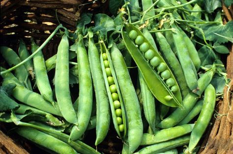 Pea ‘Green Arrow’ Shelling Pea Fresh Market, Green Arrow, Super Sweet, Non Gmo, Deep Green, Garden Seeds, Vegetable Garden, Trinidad And Tobago, Peas