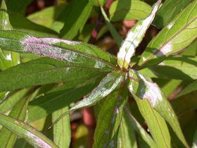 Doug's Bugs-n-Shrubs: See, http://collier.ifas.ufl.edu: White stuff on Mexican petunia-- Mexican Petunias, Mexican Petunia, Microscope Pictures, Petunia Plant, Powdery Mildew, White Stuff, White Leaf, Small Plants, Petunias