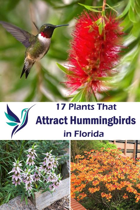 Best Plants To Grow In Florida, Florida Flowers Landscaping Ideas, Flower Garden Florida, Florida Cottage Garden, Florida Gardening Landscaping, Florida Native Plants Landscapes, Zone 9 Landscaping Florida, Florida Native Landscaping, Florida Garden Ideas