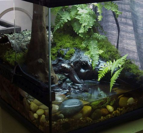 Salamander Tank, Tree Frog Terrarium, Terrarium Inspiration, Bioactive Vivarium, Tiger Salamander, Giant Salamander, Water Terrarium, Frog Terrarium, Frog Tank