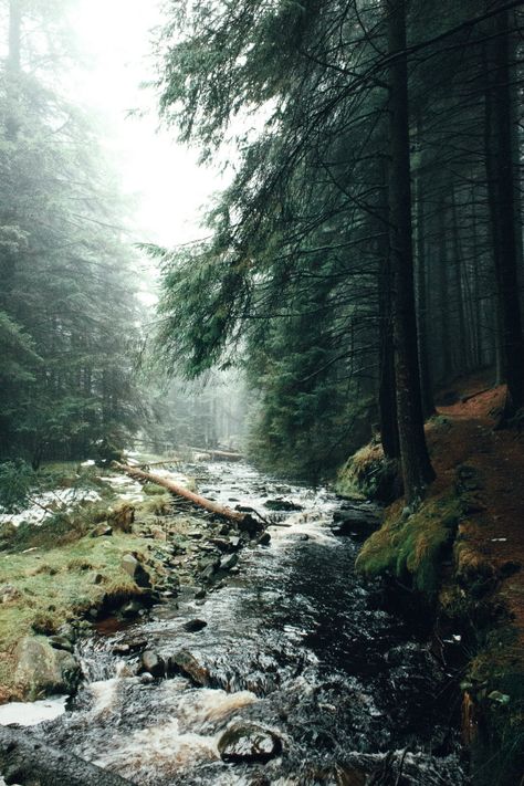 Camping Photography, Wallpaper Tumblr, Foto Tips, Camping Ideas, Pine Trees, Nature Aesthetic, Nature Travel, In The Woods, Nature Pictures