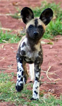 African Wild Dog Puppy wonder how they are as guard dogs? Painted Dogs, Painted Dog, Animal Action, Wild Dog, African Wild Dog, Army Strong, Pet Animals, Treasure Hunting, Endangered Animals