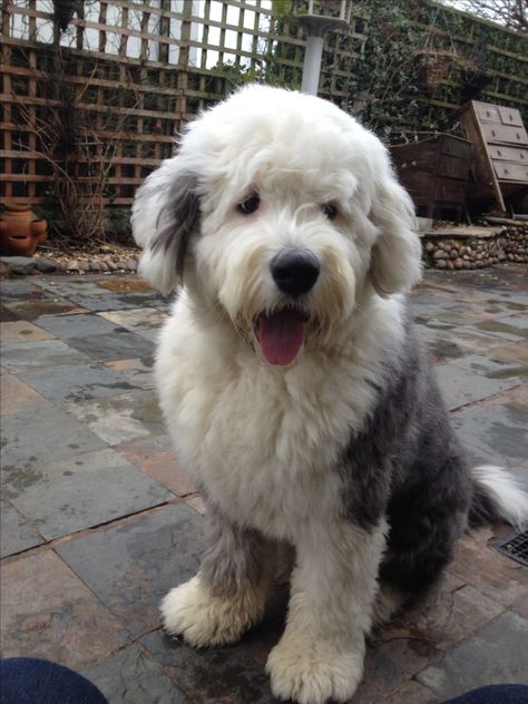 old english sheepdog puppy English Sheepdog Puppy, Old English Sheepdog Puppy, Sheep Dog Puppy, Really Cute Dogs, Old English Sheepdog, Fluffy Dogs, Fluffy Animals, Cute Dogs And Puppies, Cute Animal Photos