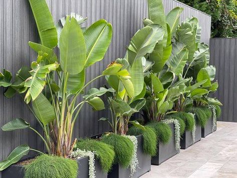 49 Smart Ways To Decorate Around The Fence For Your Nature Garden Plants Around Pool, Terrazas Chill Out, Tropical Backyard Landscaping, Small Tropical Gardens, Pool Plants, Porch Plants, Tropical Garden Design, Small Courtyard Gardens, Tropical Backyard