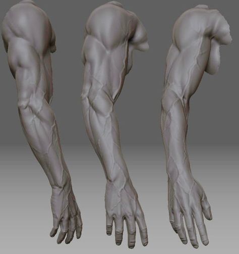 Examples of veins in the arms. #anatomy: Zbrush Anatomy, Arm Anatomy, Human Anatomy Reference, Body Study, Man Anatomy, Anatomy Sculpture, Digital Sculpting, Digital Sculpture, Muscle Anatomy