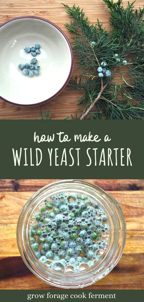 Wild Yeast Starter, Natural Soda, Natural Yeast, Yeast Starter, Wild Foraging, Wild Food Foraging, Foraging Recipes, Magia Das Ervas, Foraged Food