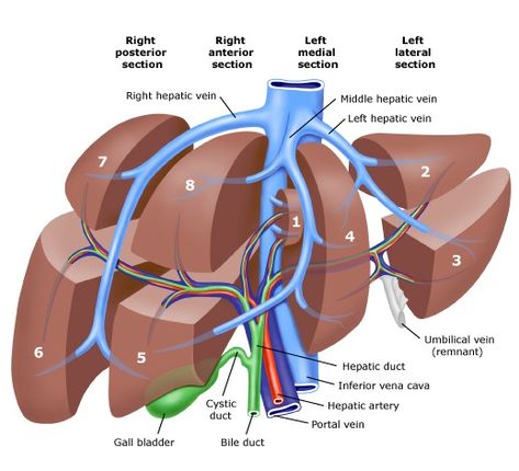 The one organ we can’t survive without (apart from the brain) Liver Anatomy, Interventional Radiology, Medicine Notes, Basic Anatomy And Physiology, Human Body Anatomy, Medical School Studying, Medical School Essentials, Human Anatomy And Physiology, Medical Anatomy