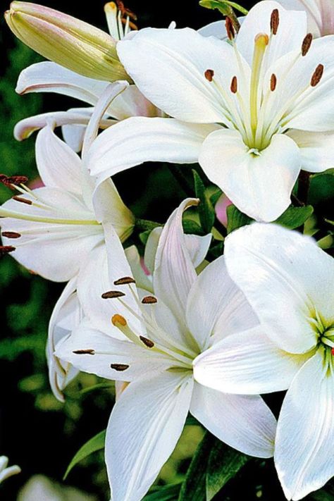 flowers Tree Lily, Lily Bulbs, Day Lilies, Most Beautiful Flowers, White Gardens, White Lilies, Bulb Flowers, Tiger Lily, Lily Flower