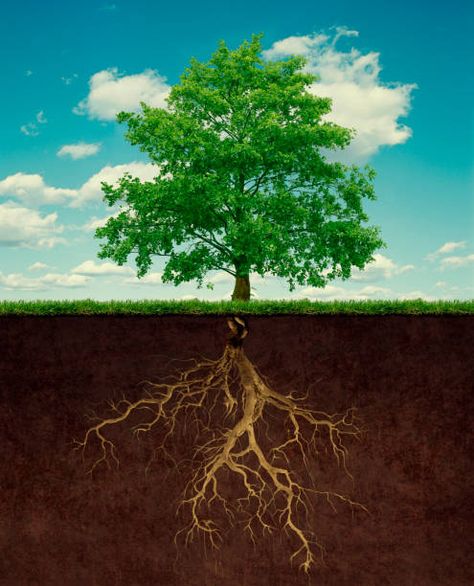 Tree Roots Illustration, Roots Illustration, Background Ppt, Tree Root, Fast Growing Trees, Tree Logos, Photo Composition, Tree Roots, Tree Illustration