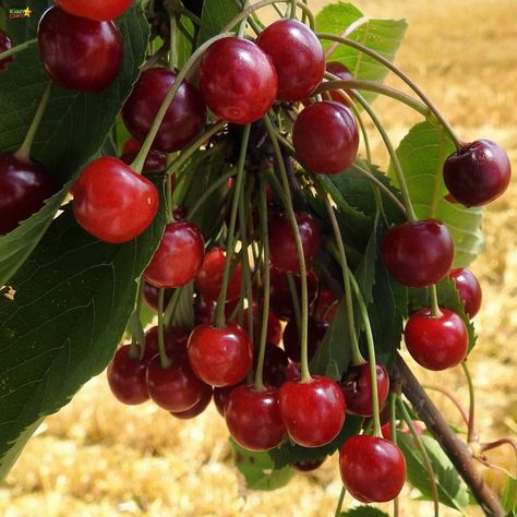 Cherry Pie Recipe, Cake Recipes For Kids, Foraging Recipes, Cherry Filling, Foraged Food, Wild Cherry, Cherry Recipes, Edible Food, Vegetarian Recipes Easy