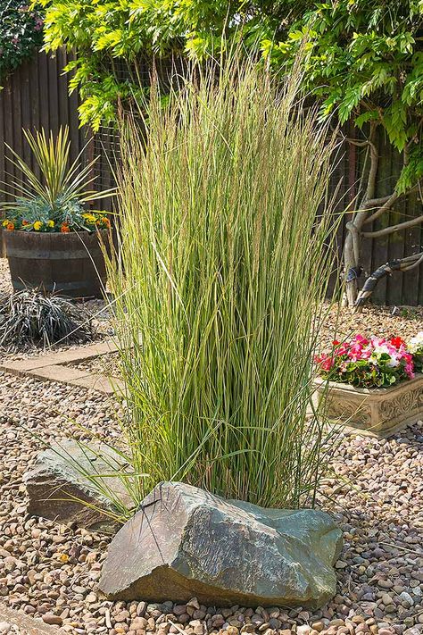 Soften a rockery with these plants: https://gardenerspath.com/plants/ornamentals/grasses-simple-tips/ Tall Grass Landscaping, Landscape Grasses, Dream Backyards, Ornamental Grass Landscape, Tall Ornamental Grasses, Vertical Planting, Texas Landscape, Grass Garden, Ornamental Grass