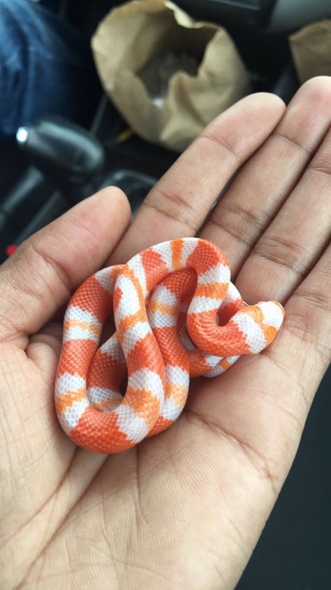 Albino Hypo Honduran milk snake Just a teeny little baby! Honduran Milk Snake, Beaux Serpents, Milk Snake, Baby Snakes, Cool Snakes, Pretty Snakes, Corn Snake, Cute Reptiles, Cute Snake