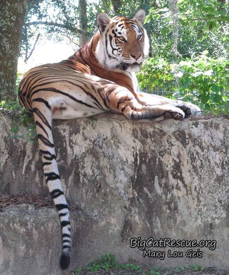 Good morning Big Cat Rescue Friends! ☀️ Dutchess Tigress is showing us that today is also Tiger Tail Tuesday! 🐯 Isn’t she beautiful?! 🐾 Have a terrific day everyone! 🌺 Tiger Tails, Tiger Tail, Big Cat Rescue, Bear Paintings, Domestic Cat, Big Cat, My Favorite Image, The Tiger, Cat Rescue