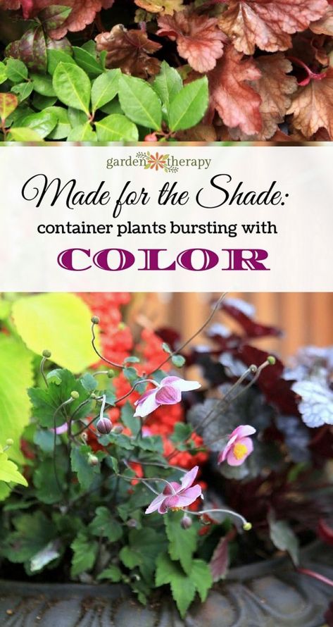 Made for the Shade: Low-Maintenance Fall Planters Bursting with Color Shade Container Plants, Planters For Shade, Cool Characters, Winter Gardening, Fall Garden Vegetables, Ivy Plants, Fall Planters, Low Maintenance Garden, Container Gardening Vegetables