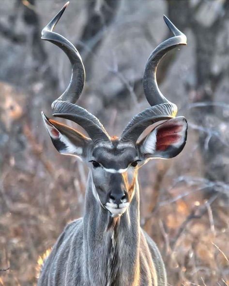 Animals With Horns, African Antelope, Unusual Animals, Rare Animals, Majestic Animals, African Wildlife, African Animals, Wildlife Animals, Animal Wallpaper