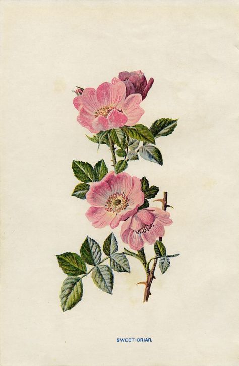 Sweet Briar Rose - Old Design Shop Blog Wildrose Tattoo, Wild Rose Tattoo, Illustration Rose, Sweet Briar, Antique Botanical Print, Rose Illustration, Illustration Blume, Vintage Flower Prints, Illustration Botanique