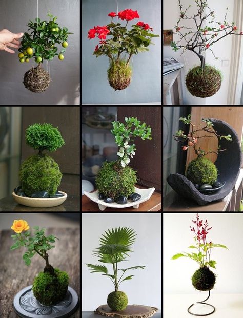 Moss Growing, String Garden, Ant Control, نباتات منزلية, Hanging Plants Indoor, Moss Garden, Indoor Gardens, Garden Terrarium, Have Inspiration