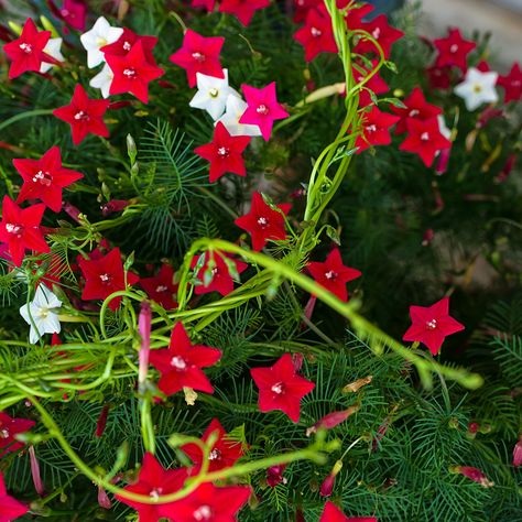 Cypress Vine, Climber Plants, Black Rose Flower, Growing Fruit Trees, Climbing Flowers, Lawn And Landscape, Climbing Vines, Patio Landscaping, Growing Fruit