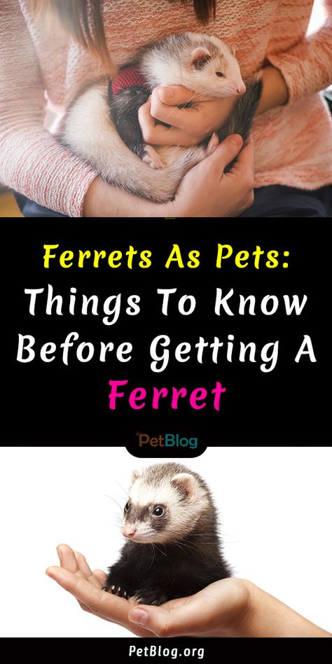 Ferrets As Pets, Raw Ferret Diet, Ferret Care Tips, Ferret Care Guide, Ferret Essentials, Ferret Habitat, Ferret Proofing, Diy Ferret Stuff, Ferret Enrichment