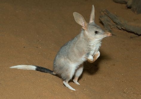 Bilby for Easter Australian Mammals, Australian Fauna, Australia Animals, Australian Wildlife, Unusual Animals, Endangered Animals, Australian Animals, Silly Animals, Taking Photos