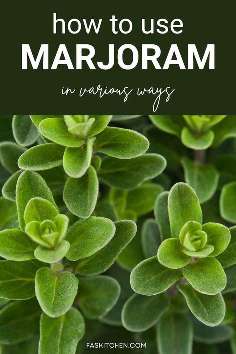 A Pinterest pin showcasing fresh marjoram leaves with a background of informative text. Learn about the nutrition, benefits, and usage tips for marjoram. Perfect for enhancing your cooking skills and exploring the world of herbs. #MarjoramGuide #HerbBenefits #CookingTips Natural Healing Remedies, Herbal Magic, Cooking Basics, Aromatic Herbs, Nutrition Health, Homemade Remedies, Reduce Food Waste, Herb Seeds, Batch Cooking