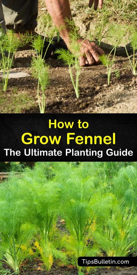 Fennel Plant How To Grow, How To Grow Fennel, Bronze Fennel Plant, Fennel Companion Planting, Fennel Growing, Dividing Plants, Growing Fennel, Gardening Kit Gift, Fennel Plant