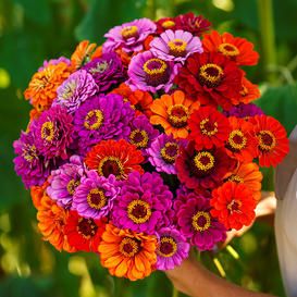 Zinnia Seeds | Flower Seeds by the Packet or in Bulk | Eden Brothers Zinnia Seeds, Fall Perennials, Zinnia Elegans, Peony Root, Amaryllis Bulbs, Lily Bulbs, Zinnia Flowers, Seed Shop, Attract Pollinators