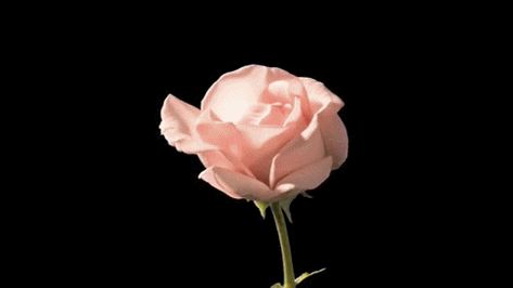 9 Flower Gif Animations Images | Rose Gif HD Black Background, Pink Rose, The Story, Wattpad, Gif, Flowers, Green, Pink, Black