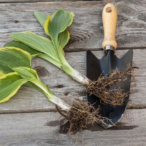 How to Split Hostas | Family Handyman Splitting Hostas, Hostas Landscaping, Transplant Hostas, Hosta Care, Variegated Hosta, Simple Bike, Japanese Painted Fern, How To Split, Support Velo