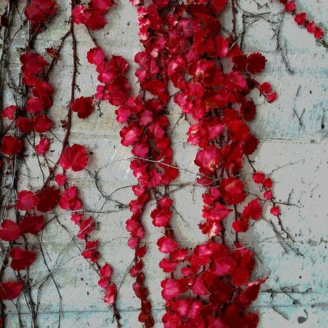 Red vine on a white brick wall Hoco Inspo, White Brick Wall, Red Vines, Dumpster Fire, Vine Leaves, Small White Flowers, Red Leaves, White Brick, Farmhouse Wall