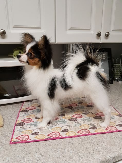 Pappion Dog, Papillon Puppies For Sale, Papillion Puppies, Papillon Dog Puppy, Papillon Puppy, Dog Haircuts, Dog Club, Papillon Dog, Dog Facts