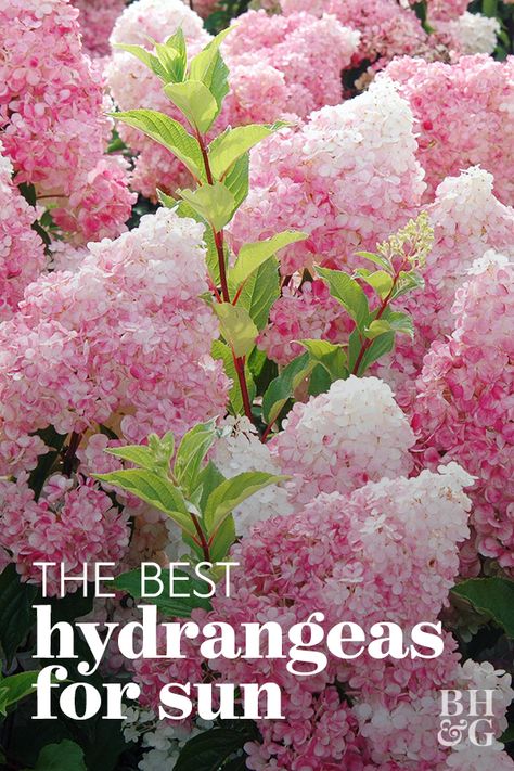 Hydrangea Landscaping, Types Of Hydrangeas, Hydrangea Varieties, Plant Types, Growing Hydrangeas, Hydrangea Garden, Meteor Garden 2018, Planting Hydrangeas, Have Inspiration