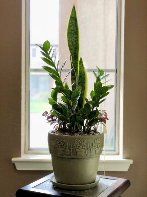 Zz, snake plant, hypoestes....low light front entry arrangement 🎍 Snake Plant Arrangement Indoor, Snake Plant Arrangement, Inside Plants Decor, Plant Arrangement, Plant Arrangements, Dracaena Plant, Succulent Garden Design, Succulent Garden Diy, Container Gardening Flowers