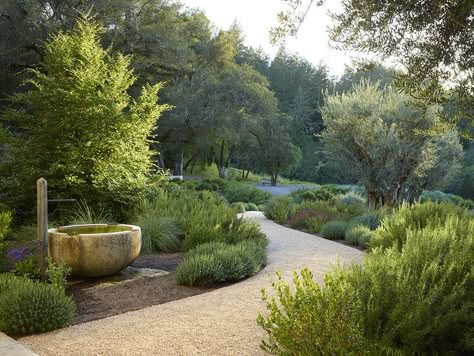 Mediterranean Garden Design, Valley Landscape, Mediterranean Garden, Evergreen Shrubs, Drought Tolerant, Landscape Architecture, Water Features, Garden Inspiration, Outdoor Garden