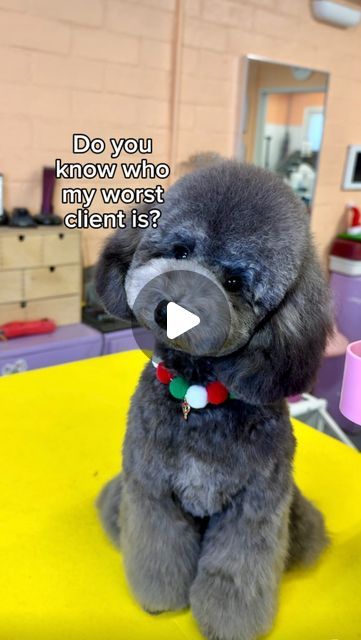 Arisa Thomas| LA Dog Groomer on Instagram: "My pickiest client is…. MY MOM. I gave her new puppy, Ace his first big boy haircut. She wanted him to look like Snoopy and I think I delivered! What do you think? #doggrooming #poodlegrooming #petgroomer #petsalon" You Poodle Haircut, Bichpoo Haircut, Shihpoo Haircuts, Shihpoo Grooming Styles, Multipoo Hairstyles, Schnoodle Haircut, Mini Poodle Haircut Styles, Miniature Poodle Haircut Styles, Poodle Grooming Styles